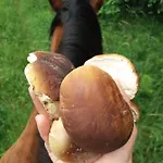 ファームステイ Zajacowka ポラニツァ・ズドゥルイ