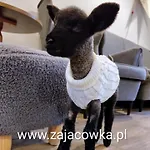 팜스테이 Zajacowka