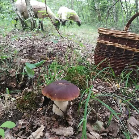 Alloggio per agriturismo Zajacowka Polanica-Zdrój