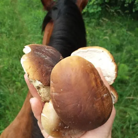 Agroturismo Zającówka Polanica-Zdrój