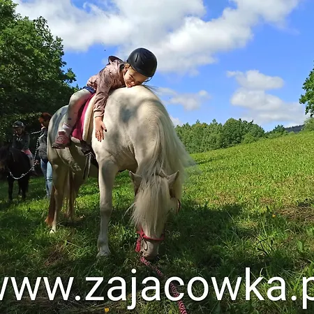 Zajacowka