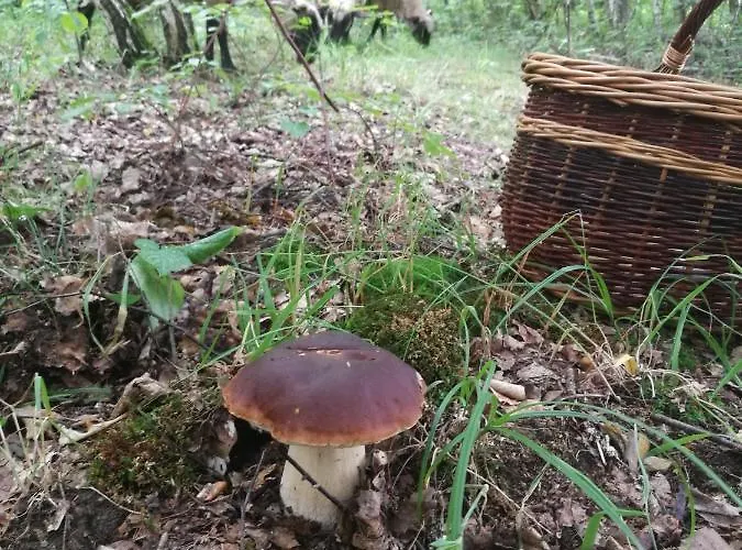 Bauernhof Zajacowka Bad Altheide