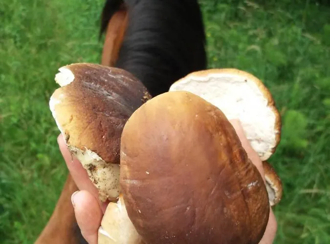 Bauernhof Zajacowka Bad Altheide