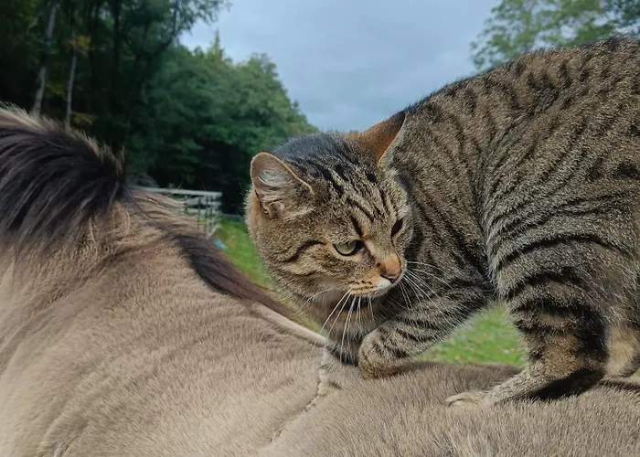 Zajacowka Bad Altheide