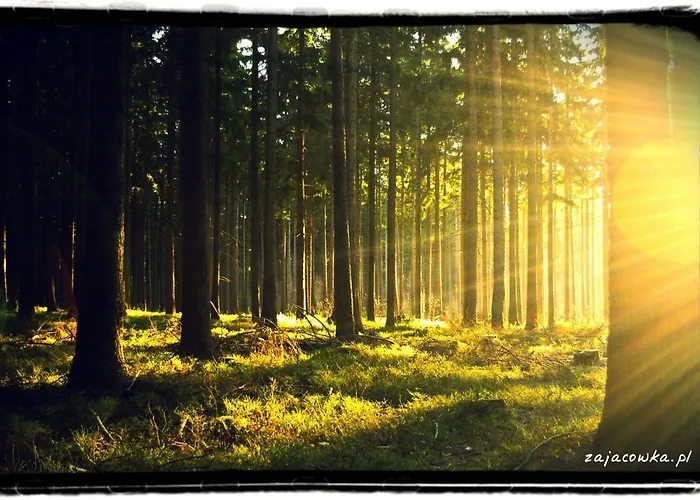 Zajacowka Polanica-Zdroj